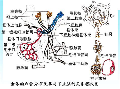 脈象 弦細|脈弦細:二十八脈象,脈象分類與主病,